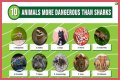 15 Animals Surprisingly More Deadly Than Sharks