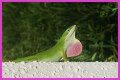 Are Green Anole Lizards Good Pets?