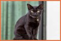 Can a Bombay cat have green eyes? – Janet-Panic.com