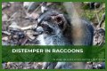 Can Raccoons Get Distemper? - Kylon Powell