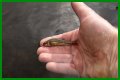 How long will minnows stay alive?