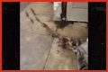 Rats Run Out From Under Homeless Person's Blanket on NYC Subway Platform